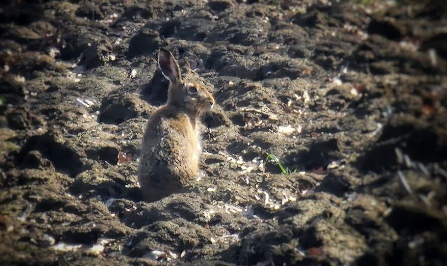 Zajączek poWielkanocny