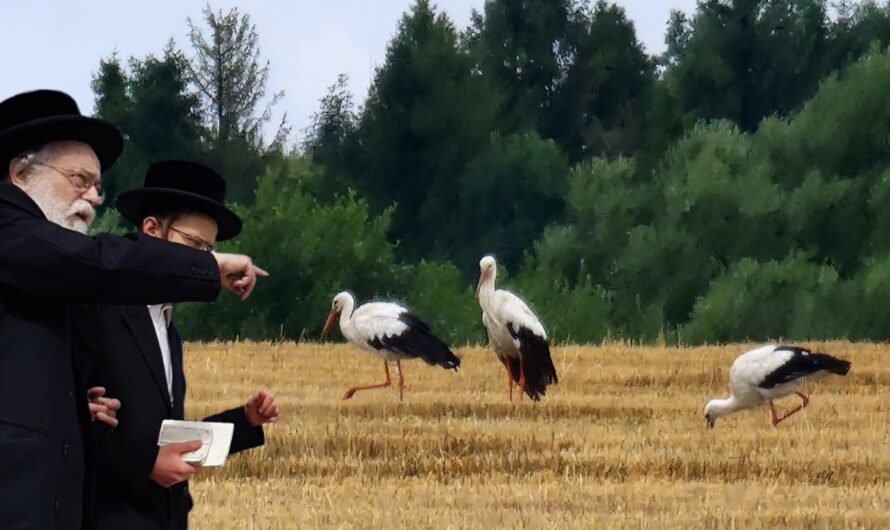 Błogosławiona migracja