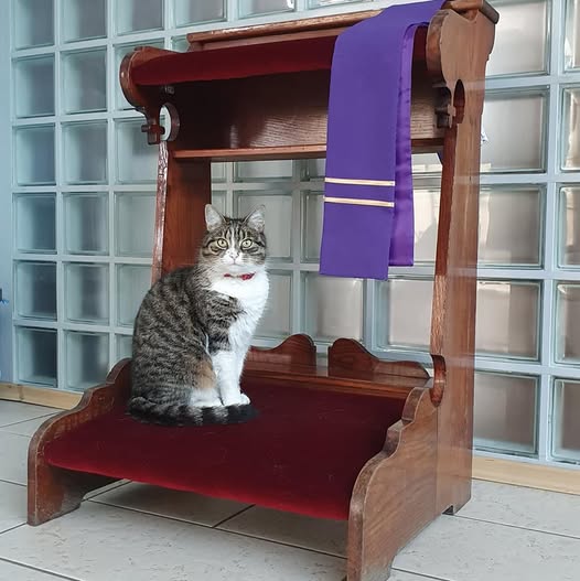 Z przymrużeniem kota